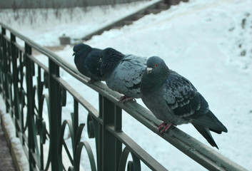 pigeons on the fence