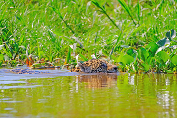 Jaguar, Panthera Onca, Female, swims across Cuiaba River, Porto Jofre, Pantanal Matogrossense, Pantanal, Brazil