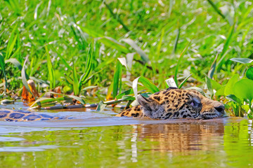 Jaguar, Panthera Onca, Female, swims across Cuiaba River, Porto Jofre, Pantanal Matogrossense, Pantanal, Brazil
