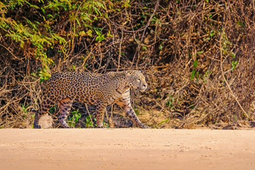 Jaguar, Panthera Onca, Female, Cuiaba River, Porto Jofre, Pantanal Matogrossense, Mato Grosso do Sul, Brazil