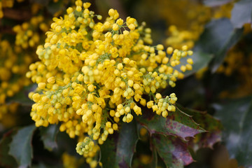  Gewöhnliche Mahonie (Mahonia aquifolium) 