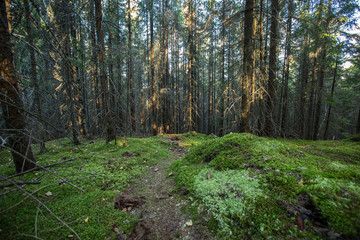 beautiful summer forest with different trees