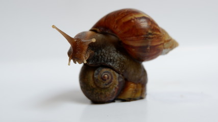 snail, with a white background