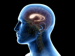 Obraz premium 3d rendered medically accurate illustration of the caudate nucleus
