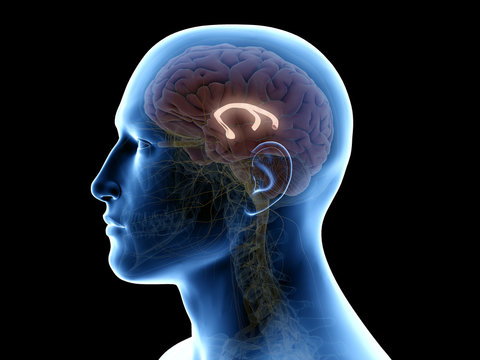 3d rendered medically accurate illustration of the fornix
