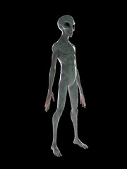 3d rendered illustration of a standing grey alien