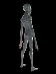 3d rendered illustration of a standing grey alien