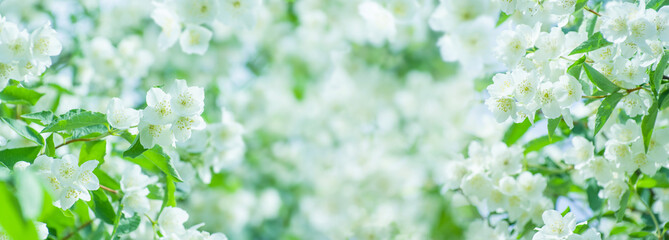 Spring natural  background with bright blooming jasmine. Spring floral background - 244913250