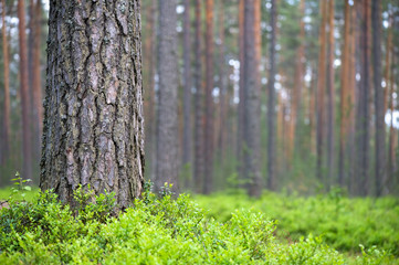 Scots pine (Pinus sylvestris) forest. Pine trunk and bilberries (Vaccinium myrtillus) on...