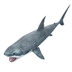3d rendered illustration of a great white shark