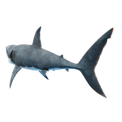 Fototapeta premium 3D wytopione ilustracja żarłacza białego