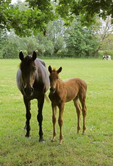 Pferd,Stute,Fohlen,Weide