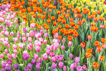 Tulip flower with green leaf background in tulip field at winter or spring day for postcard beauty decoration and agriculture concept design.