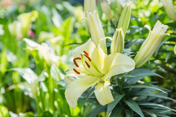 Lily flower and green leaf background in garden at sunny summer or spring day for beauty decoration and agriculture design. Lily Lilium hybrids.