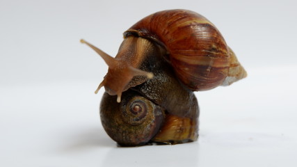 snail, with a white background