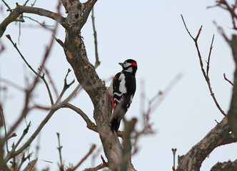 woodpecker looking for a bug in a tree trunk