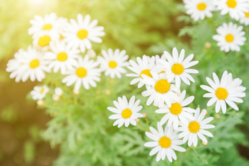 Flower and green leaf background in garden at sunny summer or spring day for postcard beauty decoration and agriculture concept design. White daisy flower.