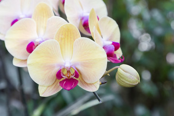 Obraz premium Orchid flower in orchid garden at winter or spring day for postcard beauty and agriculture idea concept design. Phalaenopsis orchid.