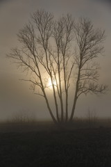 A tree in Bavaria in the mist with the sun in the background