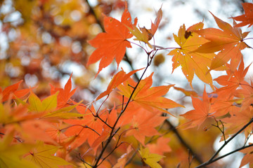 オレンジモミジ