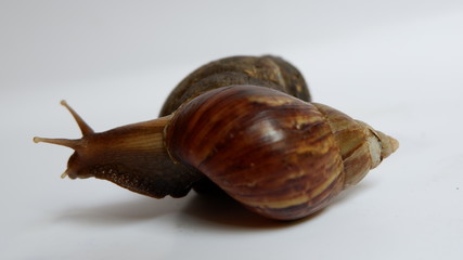 snail, with a white background