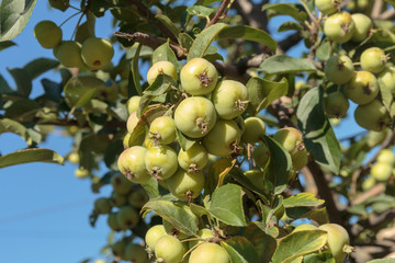 Apple tree with a ripened green apples. Young apples growing in a tree.