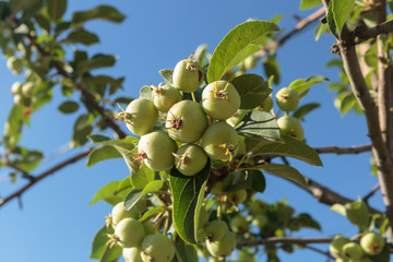 Apple tree with a ripened green apples. Young apples growing in a tree.