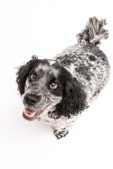 A mature springer spaniel photo shootisolated on white background