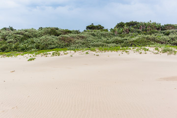 Beach Sand Coastline Vegetation