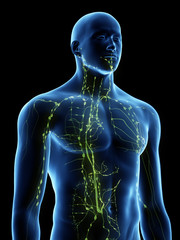 3d rendered medically accurate illustration of the lymphatic system