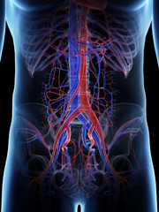 3d rendered medically accurate illustration of the abdominal vascular system