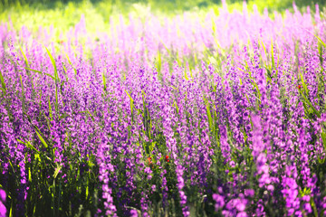 Selective focus on lavender flower in flower garden - lavender flowers lit by sunlight 