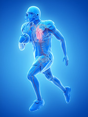 Fototapeta premium 3d rendered medically accurate illustration of the heart of an american football player