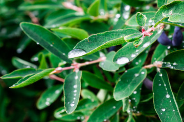 Honeysuckle berries on green bush with green leaves with drops of dew after rain