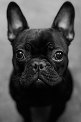 A black french bulldog sitting on floor looking up