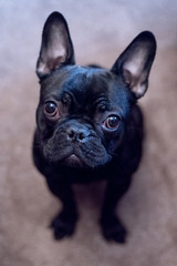 A black french bulldog sitting on floor looking up