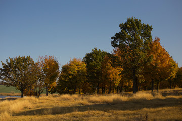 Autumn landscape. Forest at dawn. Plantations of maple trees. Trees threw off foliage. Shadows on the ground.