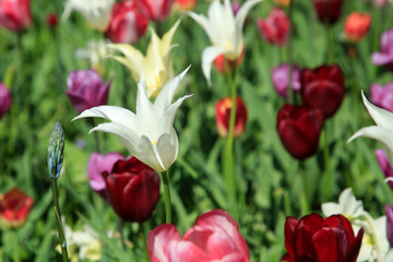 Blumenwiese im Fr&uuml;hling