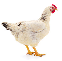 White hen isolated.