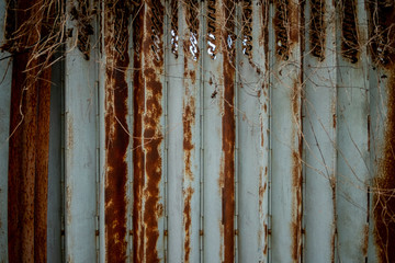 Deserted zinc rust gray door dry branches on top