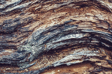 Old log with wood texture as background