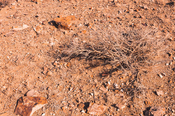 Dry plant in stone desert. Drought in highlands, no watering for plants. Global warming causes heat.