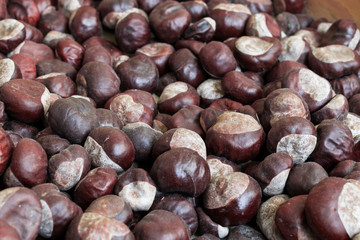 Lots of freshly harvested brown chestnuts 