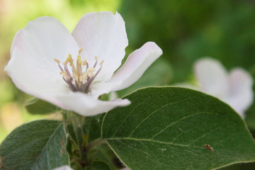 Apple flower. Candid.