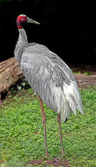 Sarus crane. Latin name - Grus antigone
