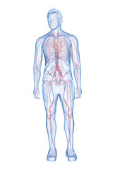 3d rendered medically accurate illustration of the human heart and vascular system