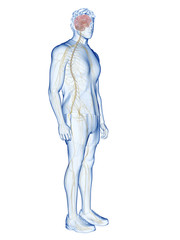 3d rendered medically accurate illustration of the human nervous system