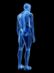 3d rendered medically accurate illustration of the human skeletal system