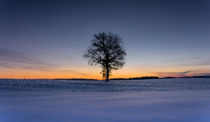 Fototapeta na wymiar Sonnenaufgang Winter Baum