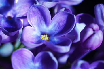 Macro closeup on the structure of the lilac flower